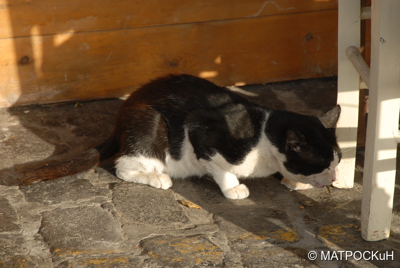 Фотографии -> Поездки -> Отпуск на Крите (17 августа - 7 сентября 2014) ->  Критские кошки и другие животные -> Критские кошки и другие животные - 001