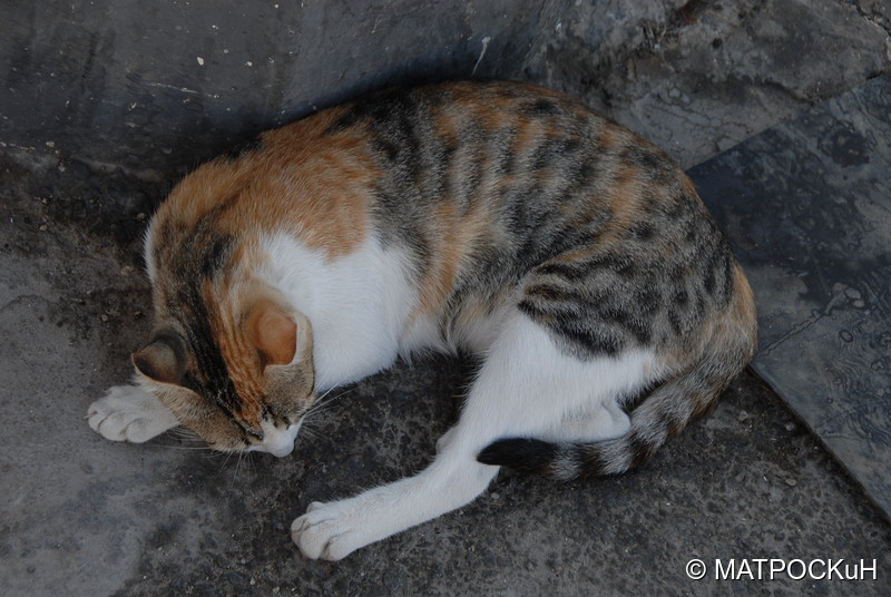 Фотографии -> Поездки -> Отпуск на Крите (17 августа - 7 сентября 2014) ->  Критские кошки и другие животные -> Критские кошки и другие животные - 002