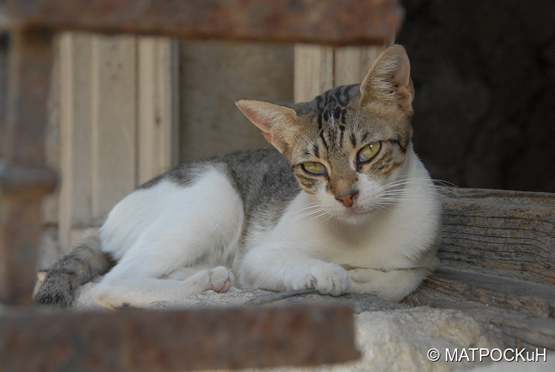 Фотографии -> Поездки -> Отпуск на Крите (17 августа - 7 сентября 2014) ->  Критские кошки и другие животные -> Критские кошки и другие животные - 004