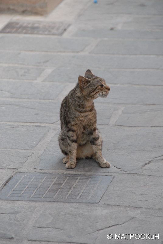 Фотографии -> Поездки -> Отпуск на Крите (17 августа - 7 сентября 2014) ->  Критские кошки и другие животные -> Критские кошки и другие животные - 005