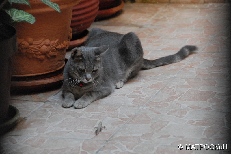 Фотографии -> Поездки -> Отпуск на Крите (17 августа - 7 сентября 2014) ->  Критские кошки и другие животные -> Критские кошки и другие животные - 006