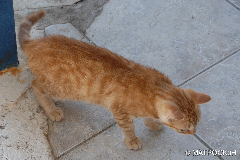 Фотографии -> Поездки -> Отпуск на Крите (17 августа - 7 сентября 2014) ->  Критские кошки и другие животные -> Критские кошки и другие животные - 007