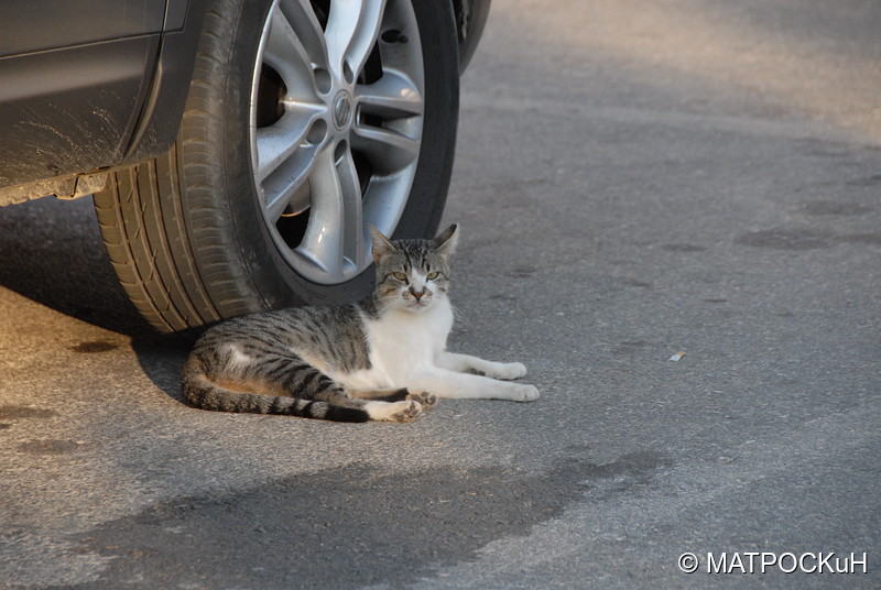 Фотографии -> Поездки -> Отпуск на Крите (17 августа - 7 сентября 2014) ->  Критские кошки и другие животные -> Критские кошки и другие животные - 008