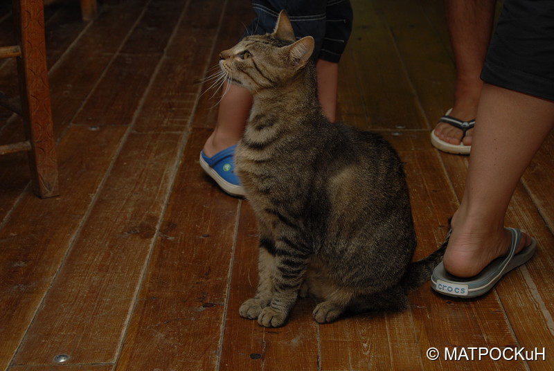 Фотографии -> Поездки -> Отпуск на Крите (17 августа - 7 сентября 2014) ->  Критские кошки и другие животные -> Критские кошки и другие животные - 009