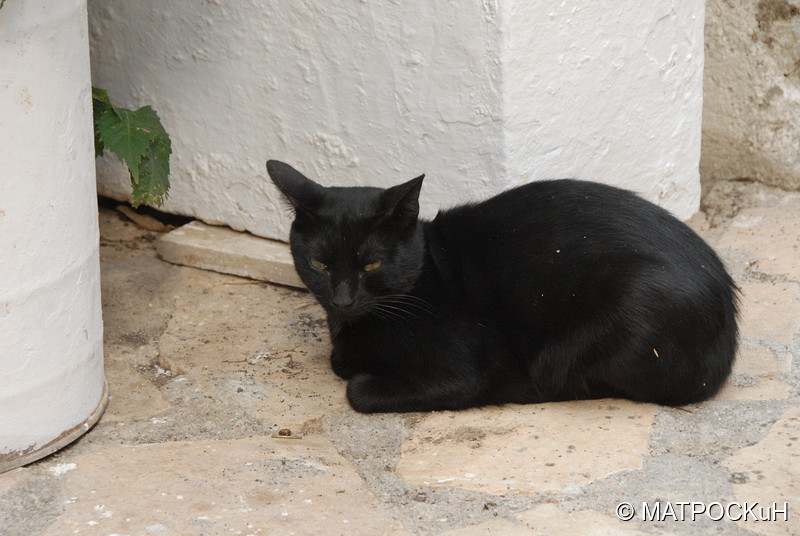 Фотографии -> Поездки -> Отпуск на Крите (17 августа - 7 сентября 2014) ->  Критские кошки и другие животные -> Критские кошки и другие животные - 013