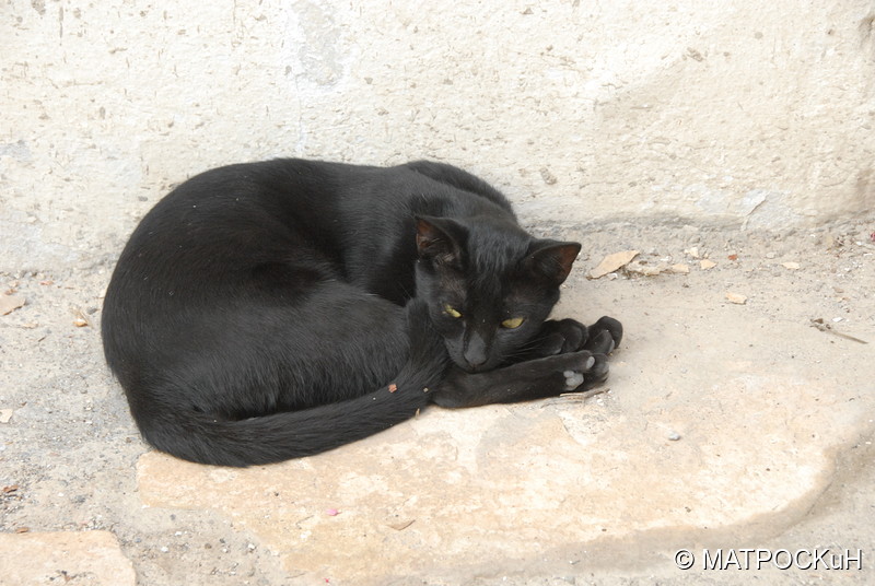 Фотографии -> Поездки -> Отпуск на Крите (17 августа - 7 сентября 2014) ->  Критские кошки и другие животные -> Критские кошки и другие животные - 014