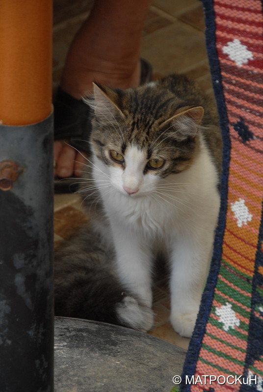 Фотографии -> Поездки -> Отпуск на Крите (17 августа - 7 сентября 2014) ->  Критские кошки и другие животные -> Критские кошки и другие животные - 015