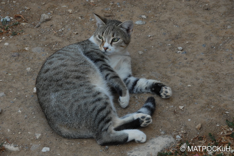 Фотографии -> Поездки -> Отпуск на Крите (17 августа - 7 сентября 2014) ->  Критские кошки и другие животные -> Критские кошки и другие животные - 016