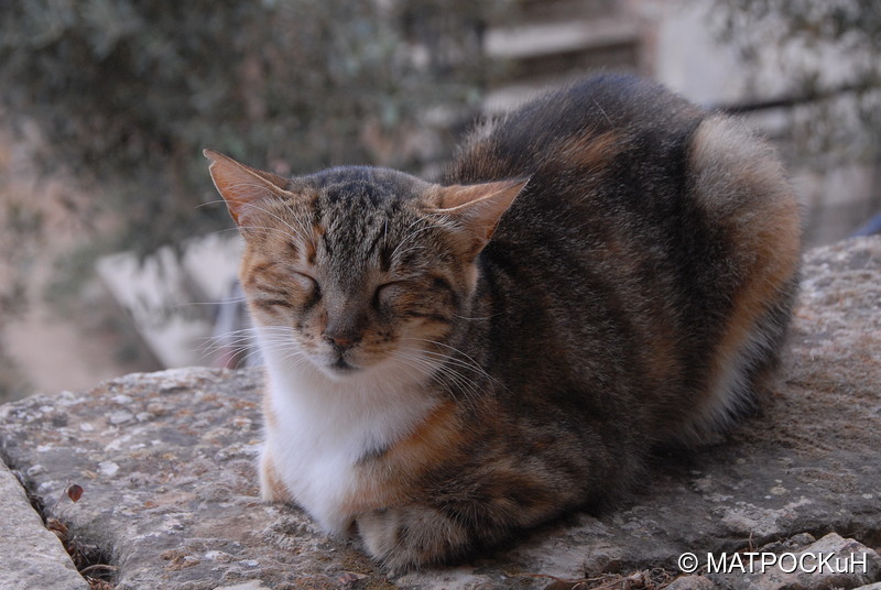 Фотографии -> Поездки -> Отпуск на Крите (17 августа - 7 сентября 2014) ->  Критские кошки и другие животные -> Критские кошки и другие животные - 017