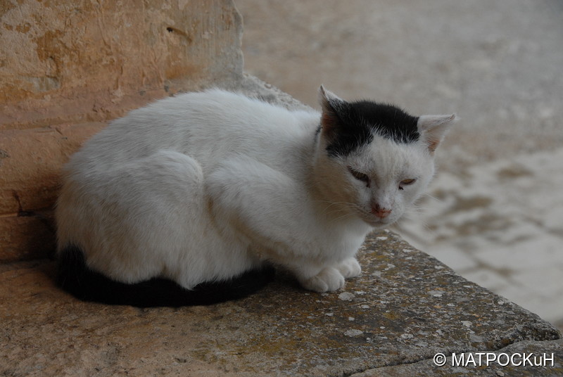 Фотографии -> Поездки -> Отпуск на Крите (17 августа - 7 сентября 2014) ->  Критские кошки и другие животные -> Критские кошки и другие животные - 018