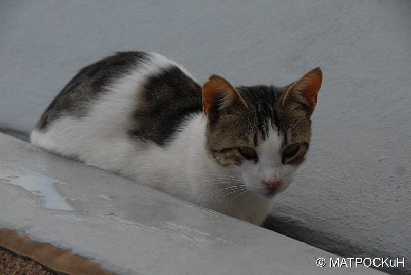 Фотографии -> Поездки -> Отпуск на Крите (17 августа - 7 сентября 2014) ->  Критские кошки и другие животные -> Критские кошки и другие животные - 019