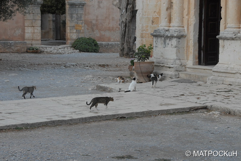 Фотографии -> Поездки -> Отпуск на Крите (17 августа - 7 сентября 2014) ->  Критские кошки и другие животные -> Критские кошки и другие животные - 020