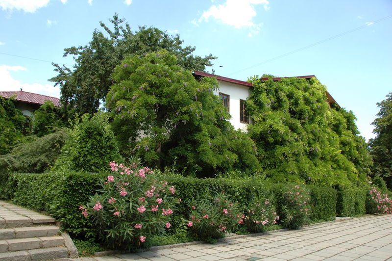 Фотографии -> Поездки -> Отпуск в Крыму (28 июня - 26 июля 2008) ->  Никитинский ботанический сад -> Никитинский ботанический сад - 007