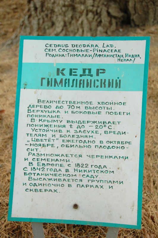 Фотографии -> Поездки -> Отпуск в Крыму (28 июня - 26 июля 2008) ->  Никитинский ботанический сад -> Никитинский ботанический сад - 008