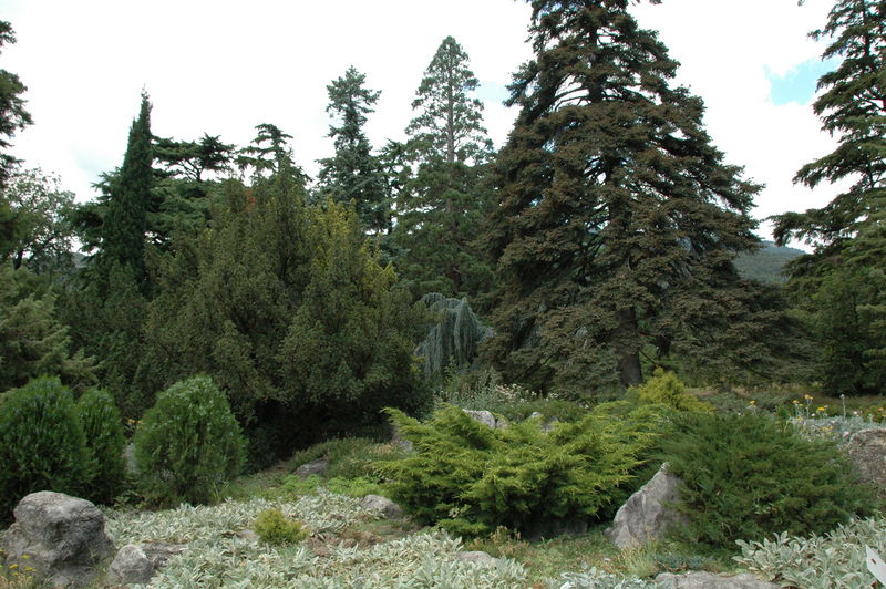 Фотографии -> Поездки -> Отпуск в Крыму (28 июня - 26 июля 2008) ->  Никитинский ботанический сад -> Никитинский ботанический сад - 015