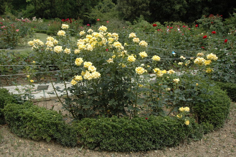 Фотографии -> Поездки -> Отпуск в Крыму (28 июня - 26 июля 2008) ->  Никитинский ботанический сад -> Никитинский ботанический сад - 020