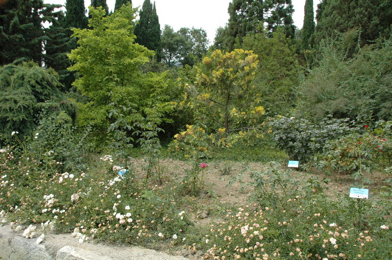 Фотографии -> Поездки -> Отпуск в Крыму (28 июня - 26 июля 2008) ->  Никитинский ботанический сад -> Никитинский ботанический сад - 026
