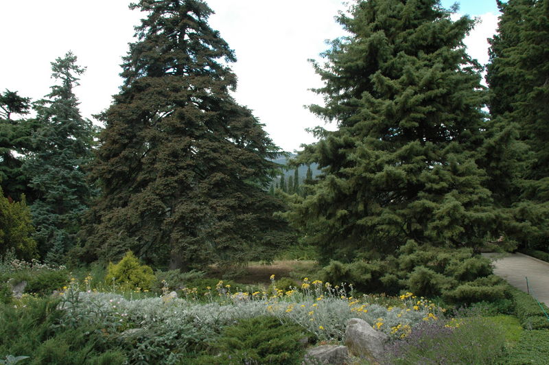 Фотографии -> Поездки -> Отпуск в Крыму (28 июня - 26 июля 2008) ->  Никитинский ботанический сад -> Никитинский ботанический сад - 046