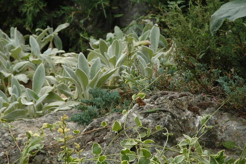 Фотографии -> Поездки -> Отпуск в Крыму (28 июня - 26 июля 2008) ->  Никитинский ботанический сад -> Никитинский ботанический сад - 048