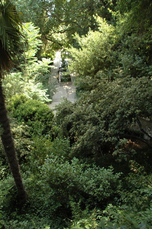 Фотографии -> Поездки -> Отпуск в Крыму (28 июня - 26 июля 2008) ->  Никитинский ботанический сад -> Никитинский ботанический сад - 057