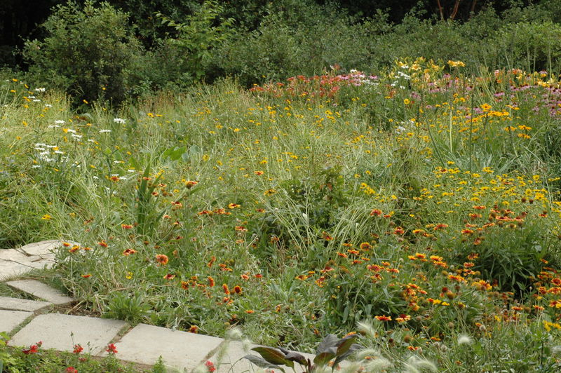 Фотографии -> Поездки -> Отпуск в Крыму (28 июня - 26 июля 2008) ->  Никитинский ботанический сад -> Никитинский ботанический сад - 104