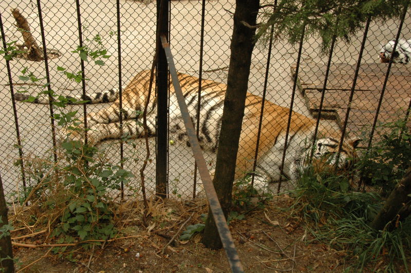 Фотографии -> Поездки -> Отпуск в Крыму (28 июня - 26 июля 2008) ->  Ялтинский зоопарк -> Ялтинский зоопарк - 031