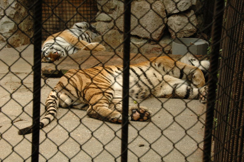Фотографии -> Поездки -> Отпуск в Крыму (28 июня - 26 июля 2008) ->  Ялтинский зоопарк -> Ялтинский зоопарк - 032