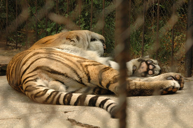 Фотографии -> Поездки -> Отпуск в Крыму (28 июня - 26 июля 2008) ->  Ялтинский зоопарк -> Ялтинский зоопарк - 033