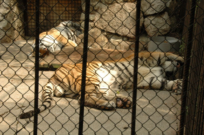Фотографии -> Поездки -> Отпуск в Крыму (28 июня - 26 июля 2008) ->  Ялтинский зоопарк -> Ялтинский зоопарк - 035