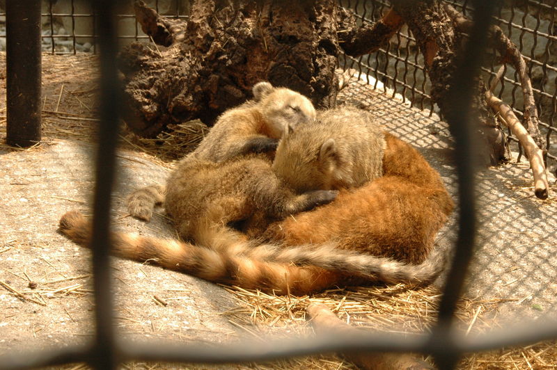 Фотографии -> Поездки -> Отпуск в Крыму (28 июня - 26 июля 2008) ->  Ялтинский зоопарк -> Ялтинский зоопарк - 039