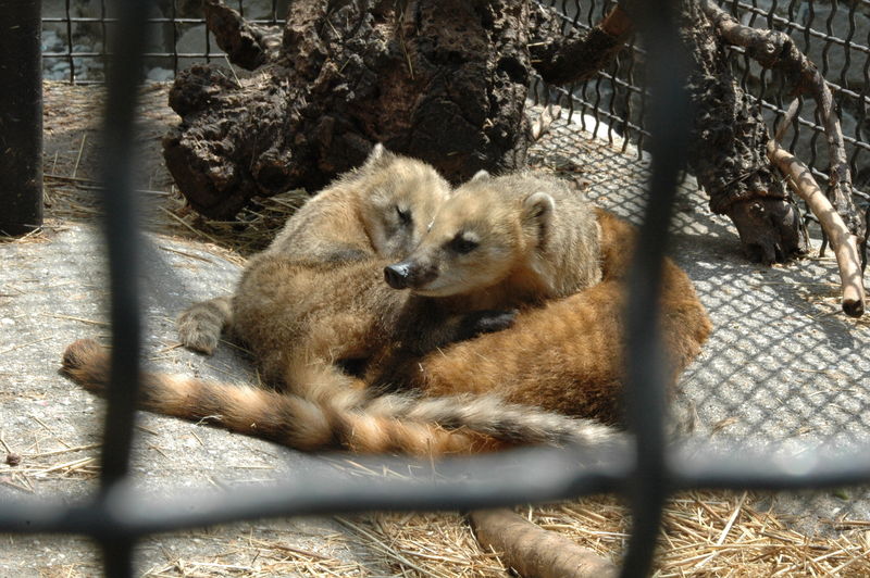 Фотографии -> Поездки -> Отпуск в Крыму (28 июня - 26 июля 2008) ->  Ялтинский зоопарк -> Ялтинский зоопарк - 040
