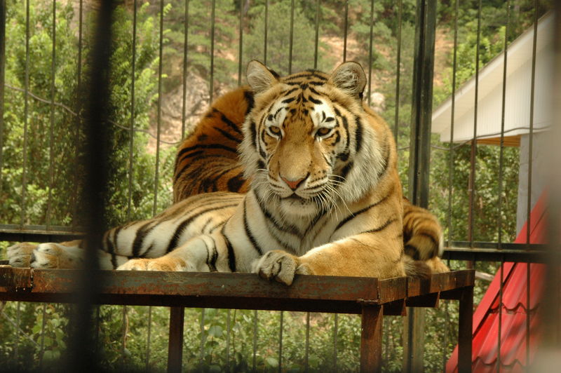 Фотографии -> Поездки -> Отпуск в Крыму (28 июня - 26 июля 2008) ->  Ялтинский зоопарк -> Ялтинский зоопарк - 046