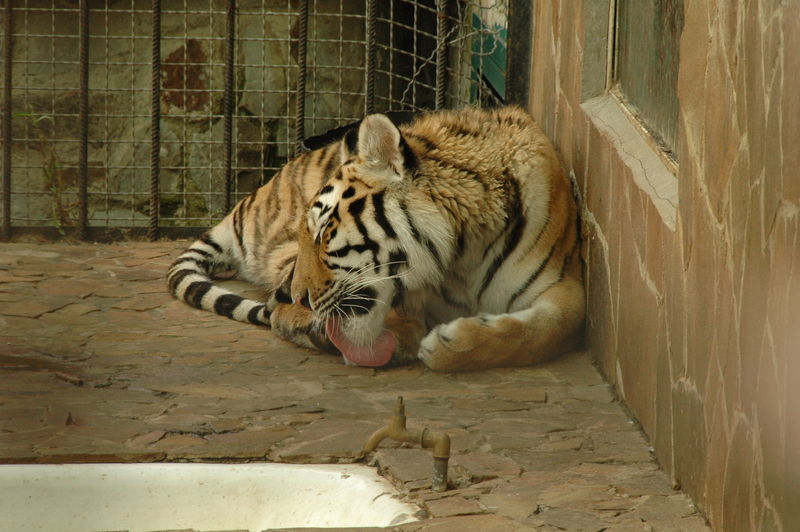 Фотографии -> Поездки -> Отпуск в Крыму (28 июня - 26 июля 2008) ->  Ялтинский зоопарк -> Ялтинский зоопарк - 047