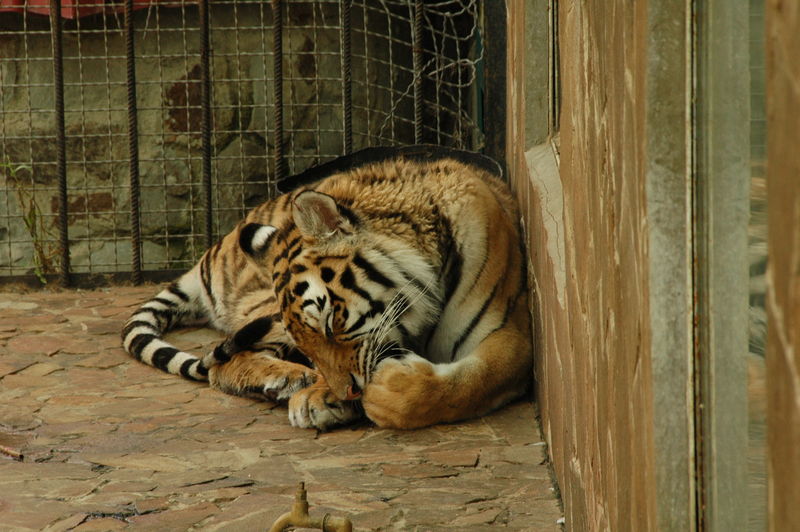 Фотографии -> Поездки -> Отпуск в Крыму (28 июня - 26 июля 2008) ->  Ялтинский зоопарк -> Ялтинский зоопарк - 050
