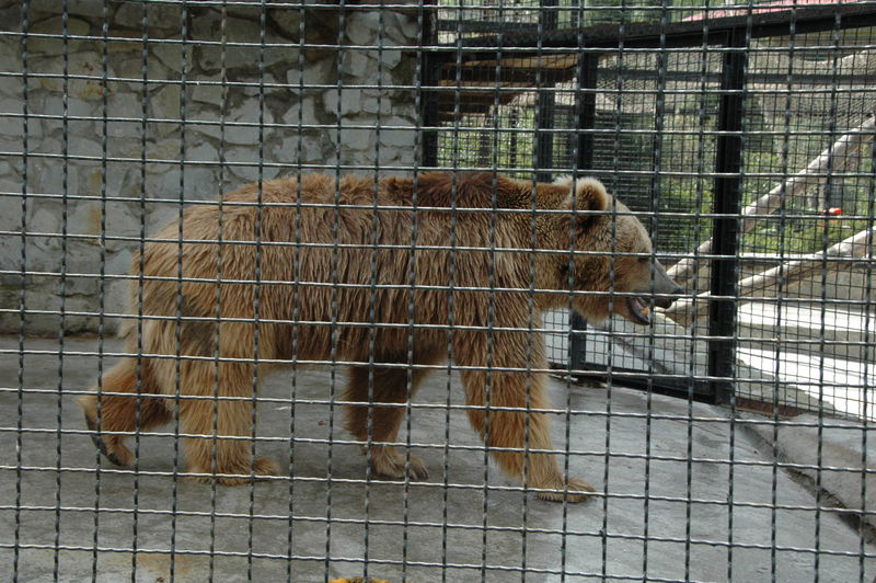 Фотографии -> Поездки -> Отпуск в Крыму (28 июня - 26 июля 2008) ->  Ялтинский зоопарк -> Ялтинский зоопарк - 052