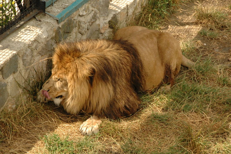 Фотографии -> Поездки -> Отпуск в Крыму (28 июня - 26 июля 2008) ->  Ялтинский зоопарк -> Ялтинский зоопарк - 059