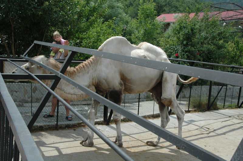 Фотографии -> Поездки -> Отпуск в Крыму (28 июня - 26 июля 2008) ->  Ялтинский зоопарк -> Ялтинский зоопарк - 074