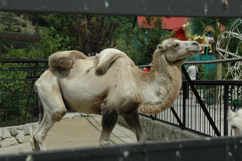 Фотографии -> Поездки -> Отпуск в Крыму (28 июня - 26 июля 2008) ->  Ялтинский зоопарк -> Ялтинский зоопарк - 078