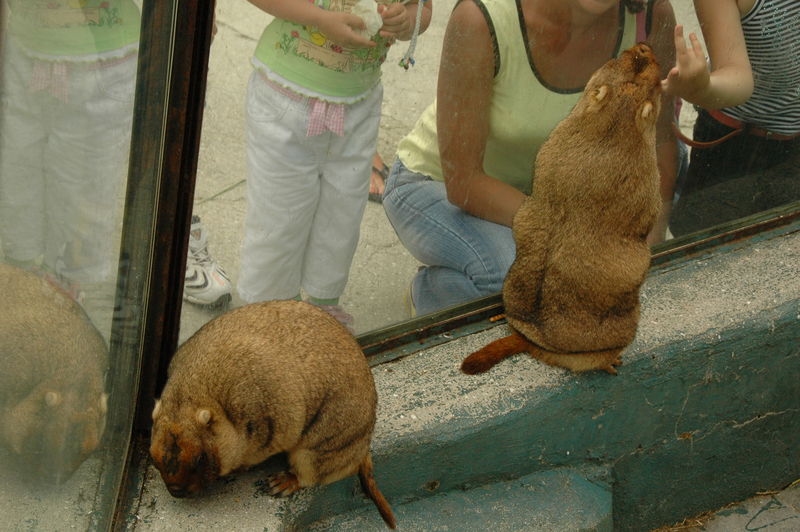 Фотографии -> Поездки -> Отпуск в Крыму (28 июня - 26 июля 2008) ->  Ялтинский зоопарк -> Ялтинский зоопарк - 094