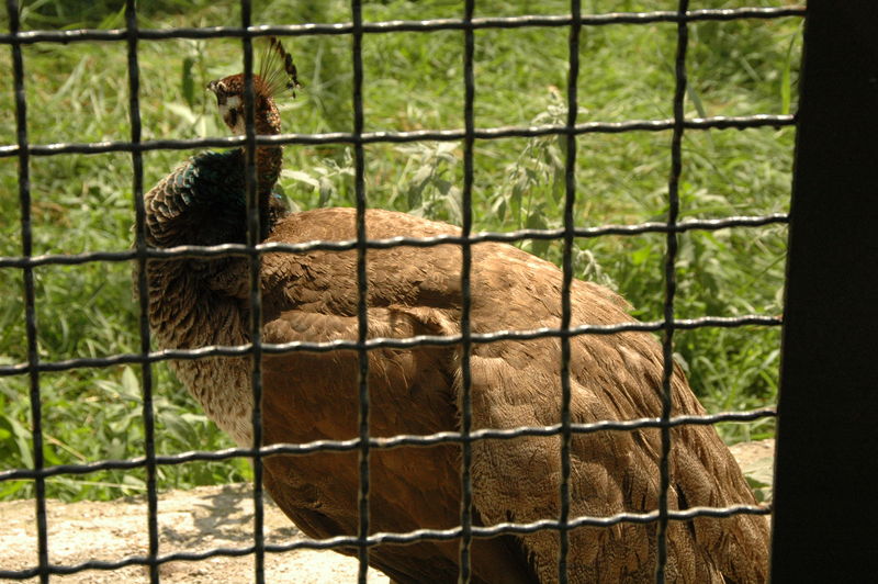 Фотографии -> Поездки -> Отпуск в Крыму (28 июня - 26 июля 2008) ->  Ялтинский зоопарк -> Ялтинский зоопарк - 111