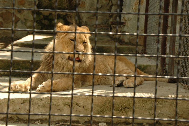 Фотографии -> Поездки -> Отпуск в Крыму (28 июня - 26 июля 2008) ->  Ялтинский зоопарк -> Ялтинский зоопарк - 112