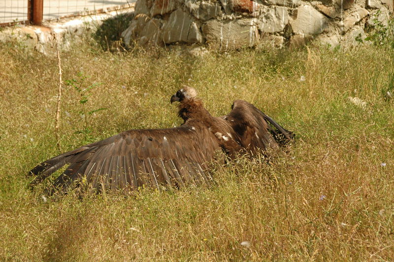 Фотографии -> Поездки -> Отпуск в Крыму (28 июня - 26 июля 2008) ->  Ялтинский зоопарк -> Ялтинский зоопарк - 136