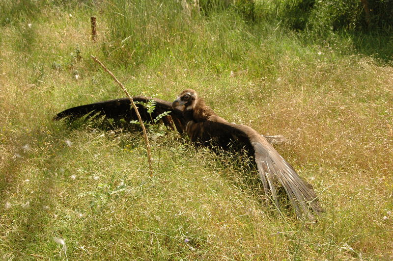 Фотографии -> Поездки -> Отпуск в Крыму (28 июня - 26 июля 2008) ->  Ялтинский зоопарк -> Ялтинский зоопарк - 137