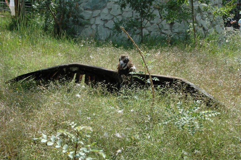 Фотографии -> Поездки -> Отпуск в Крыму (28 июня - 26 июля 2008) ->  Ялтинский зоопарк -> Ялтинский зоопарк - 139