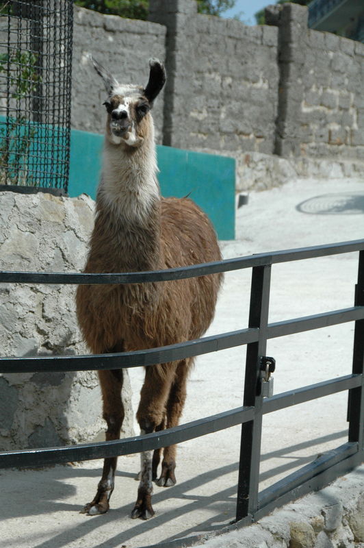 Фотографии -> Поездки -> Отпуск в Крыму (28 июня - 26 июля 2008) ->  Ялтинский зоопарк -> Ялтинский зоопарк - 141