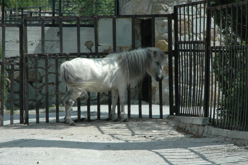 Фотографии -> Поездки -> Отпуск в Крыму (28 июня - 26 июля 2008) ->  Ялтинский зоопарк -> Ялтинский зоопарк - 147