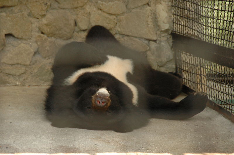 Фотографии -> Поездки -> Отпуск в Крыму (28 июня - 26 июля 2008) ->  Ялтинский зоопарк -> Ялтинский зоопарк - 149