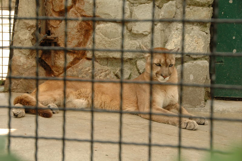 Фотографии -> Поездки -> Отпуск в Крыму (28 июня - 26 июля 2008) ->  Ялтинский зоопарк -> Ялтинский зоопарк - 150