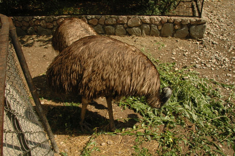 Фотографии -> Поездки -> Отпуск в Крыму (28 июня - 26 июля 2008) ->  Ялтинский зоопарк -> Ялтинский зоопарк - 154