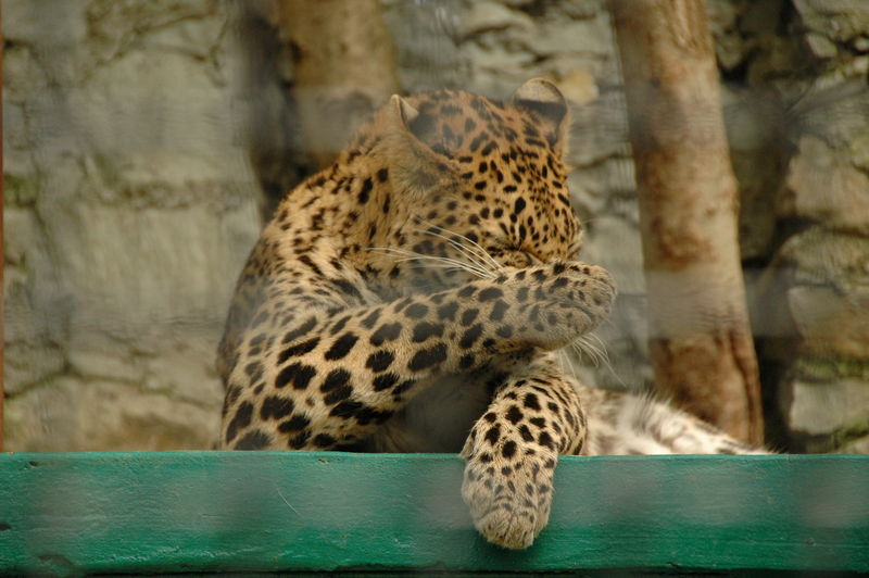 Фотографии -> Поездки -> Отпуск в Крыму (28 июня - 26 июля 2008) ->  Ялтинский зоопарк -> Ялтинский зоопарк - 173